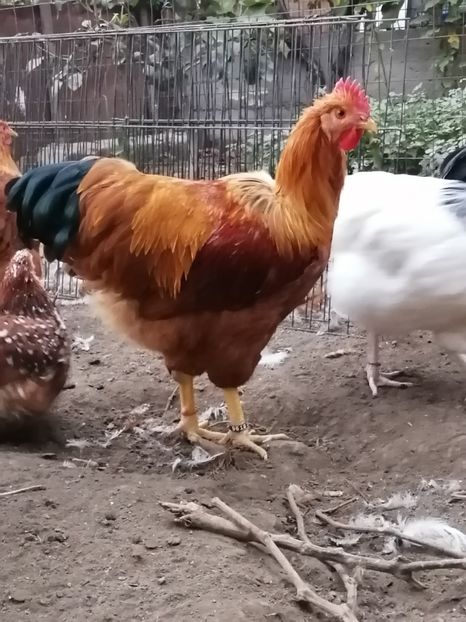  - 2022 New Hampshire