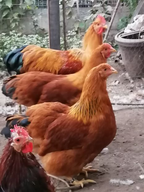  - 2022 New Hampshire