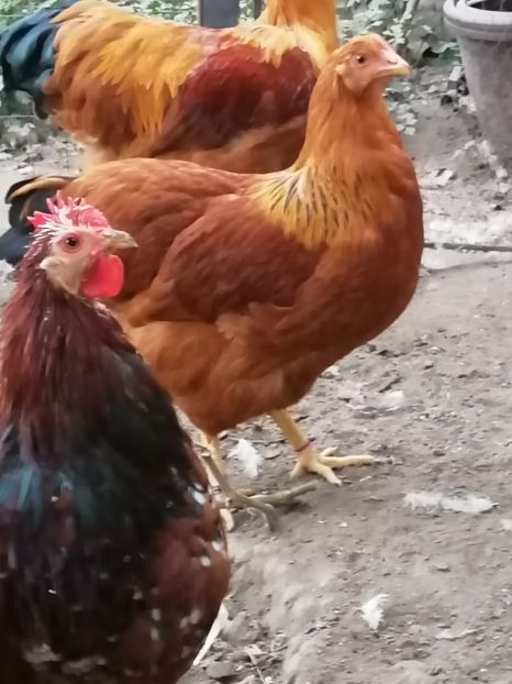  - 2022 New Hampshire