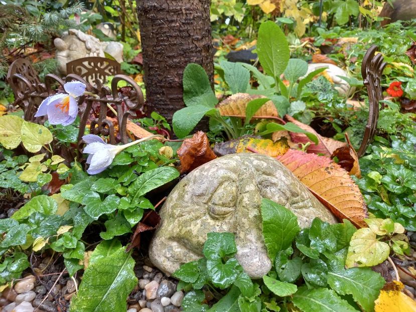  - Grădina 2022 continuare 4