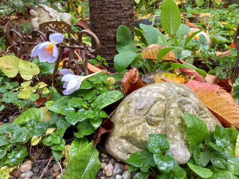  - Grădina 2022 continuare 4