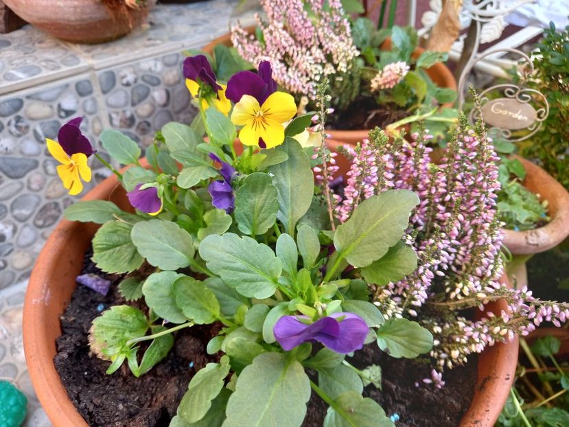  - Grădina 2022 continuare 4