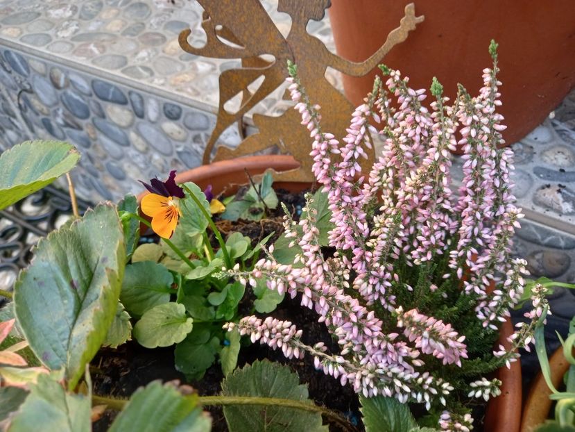  - Grădina 2022 continuare 4