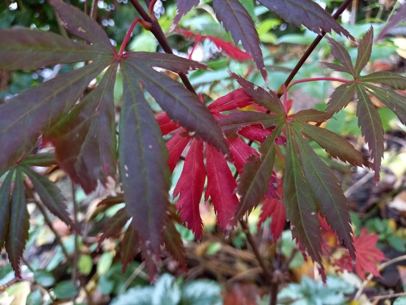 Acer Trompenburg - Grădina 2022 continuare 4