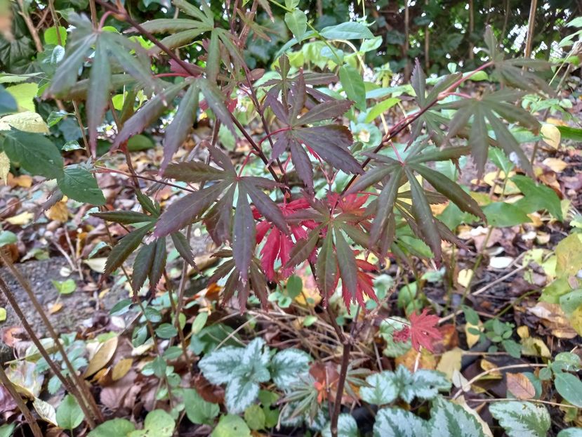  - Grădina 2022 continuare 4