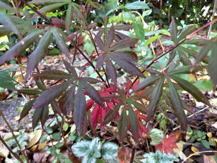  - Grădina 2022 continuare 4