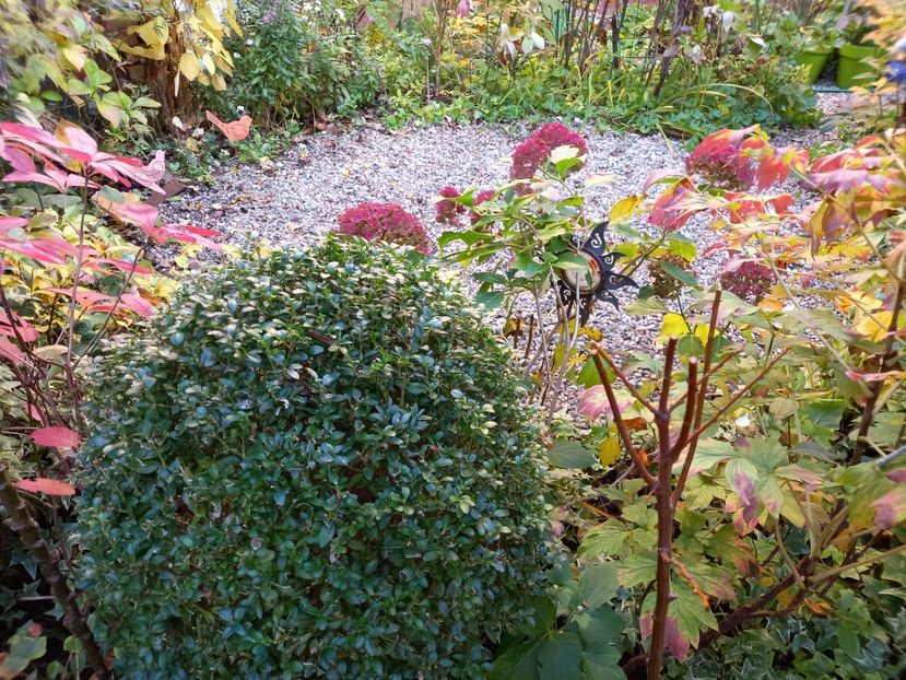  - Grădina 2022 continuare 4