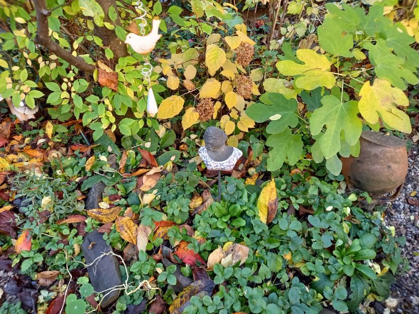  - Grădina 2022 continuare 4