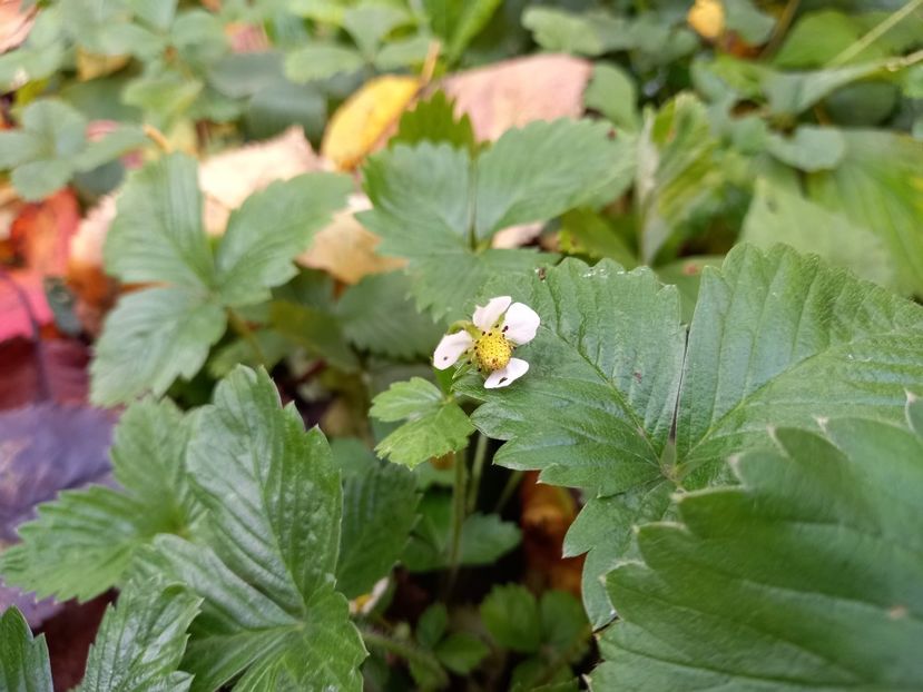 frăguțe - Grădina 2022 continuare 4