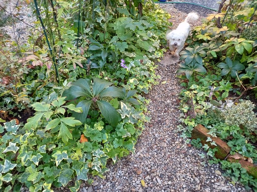  - Grădina 2022 continuare 4