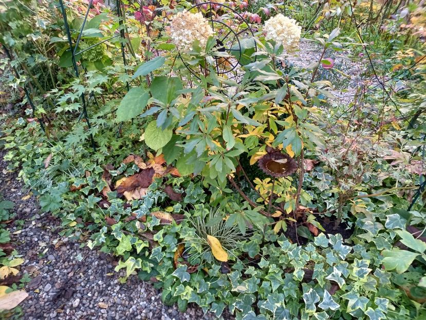  - Grădina 2022 continuare 4