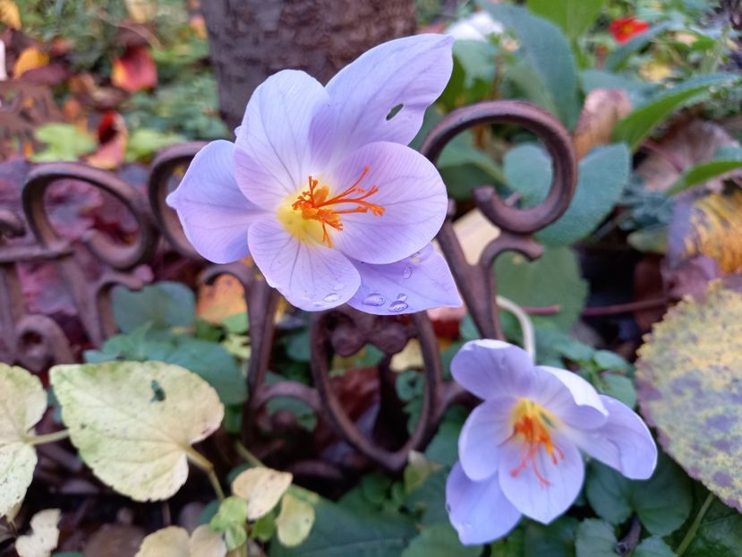 Șofran - Grădina 2022 continuare 4