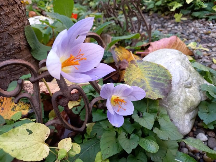 Crocus Sativus - Grădina 2022 continuare 4