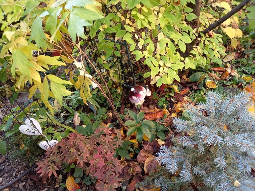  - Grădina 2022 continuare 4