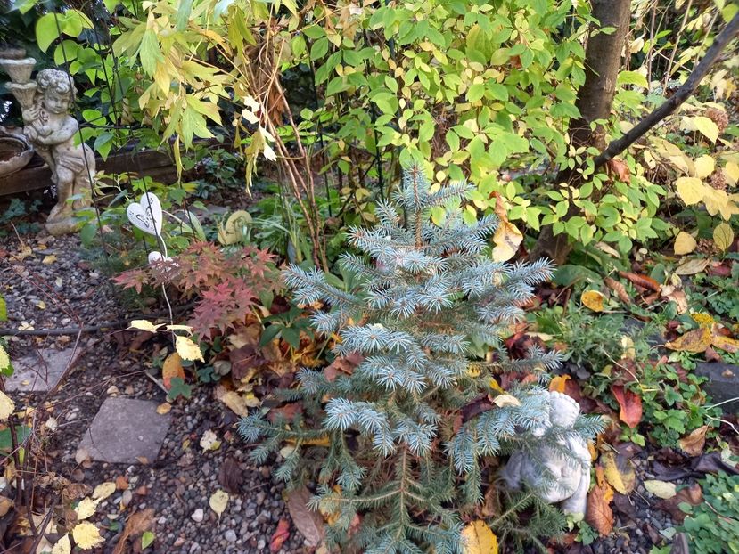  - Grădina 2022 continuare 4