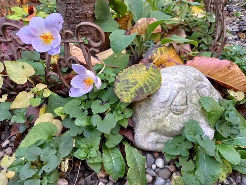  - Grădina 2022 continuare 4