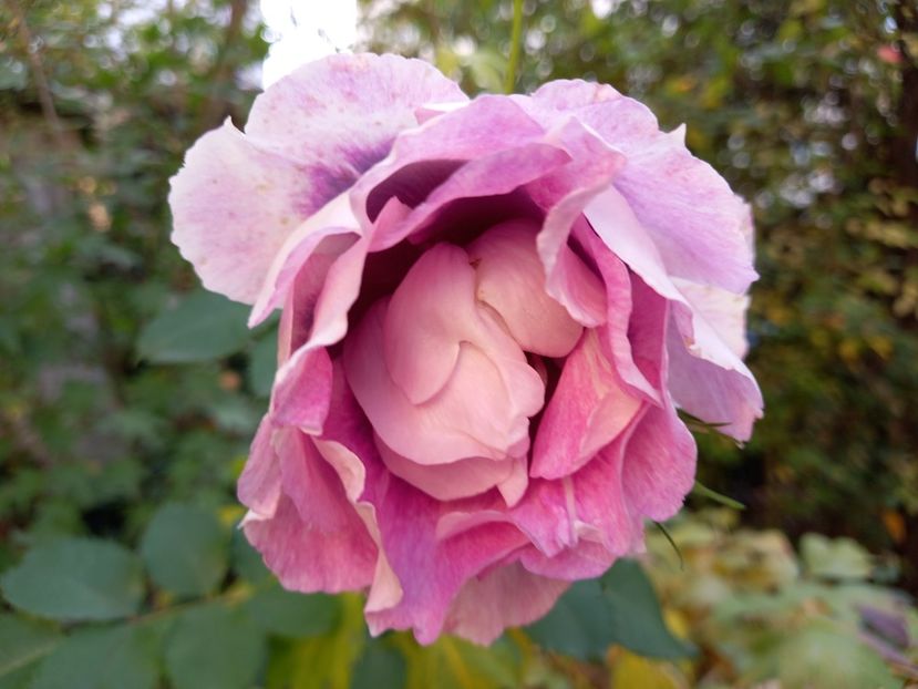 "Eyes for You" - Grădina 2022 continuare 4