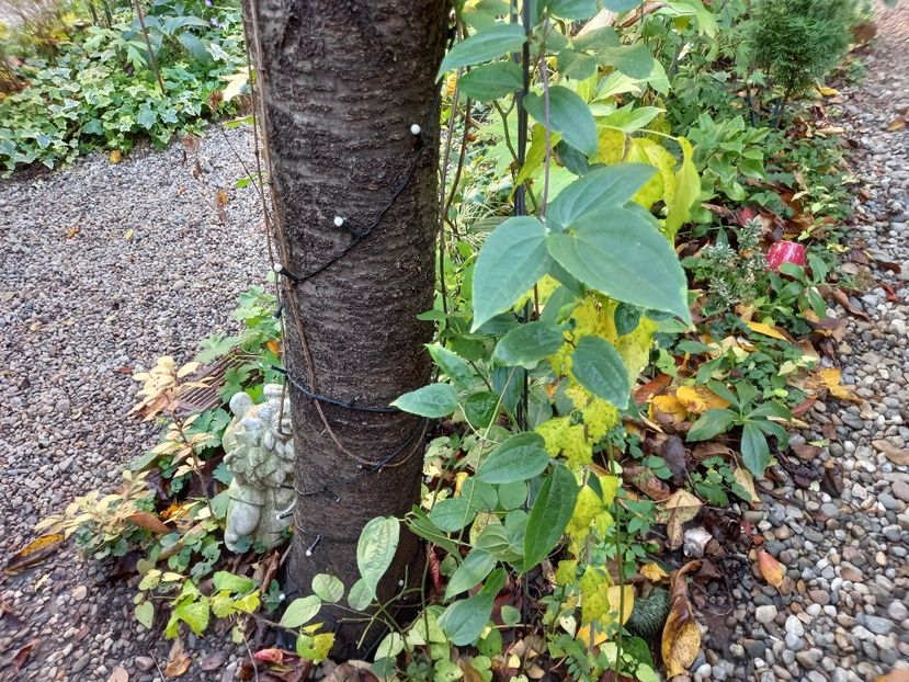 Clematis "Winter Beauty" - Grădina 2022 continuare 4