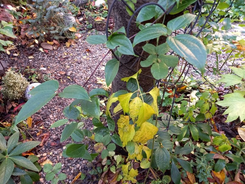  - Grădina 2022 continuare 4