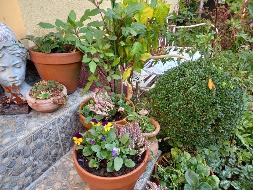  - Grădina 2022 continuare 4