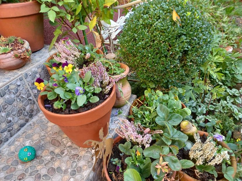  - Grădina 2022 continuare 4