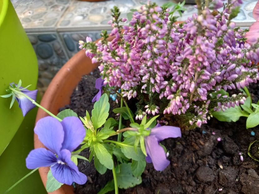  - Grădina 2022 continuare 4