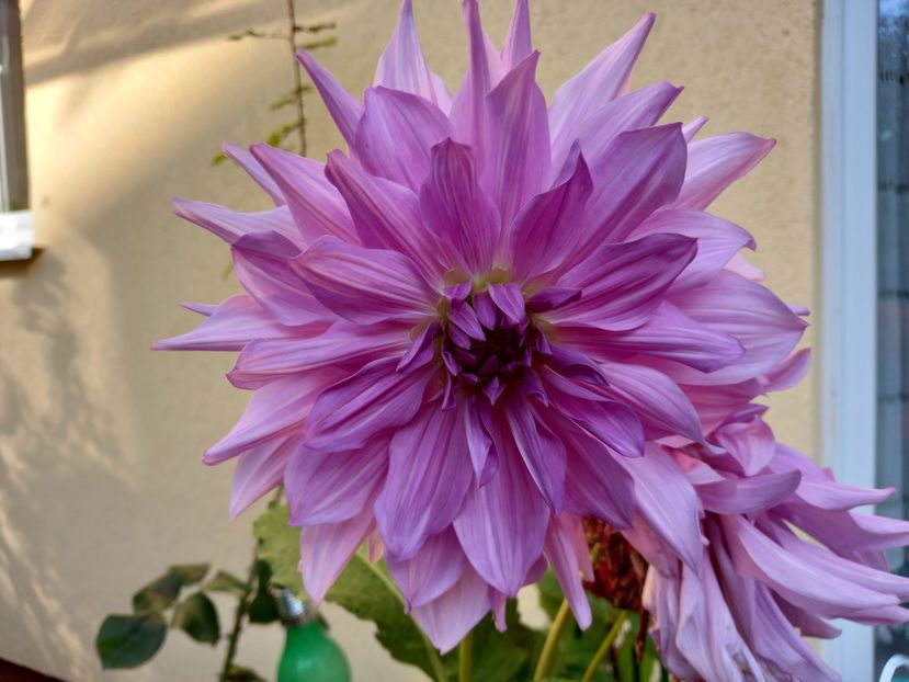  - Grădina 2022 continuare 4