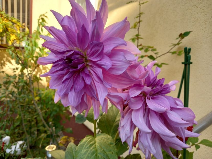  - Grădina 2022 continuare 4