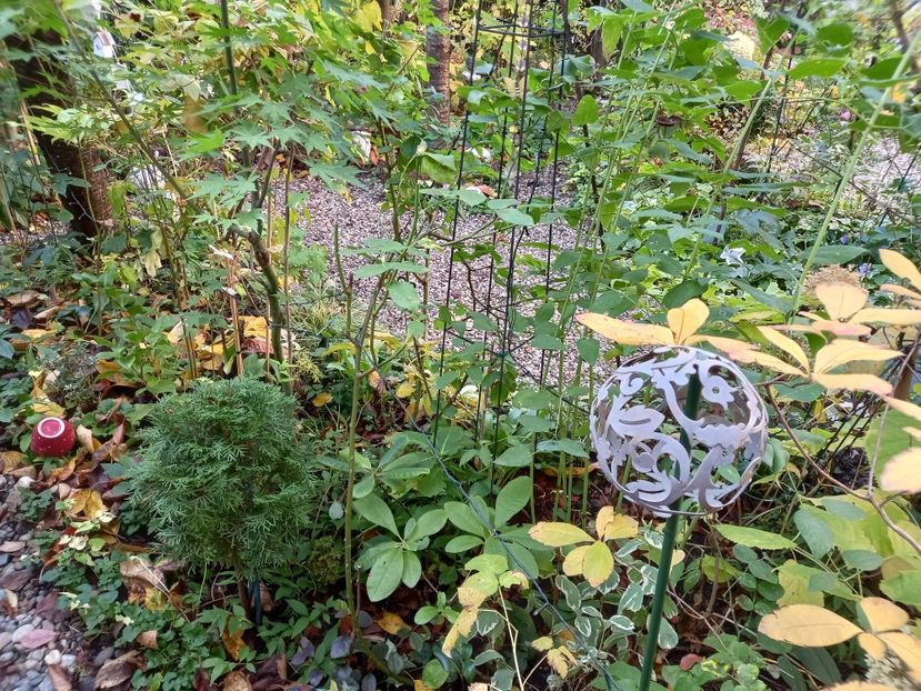  - Grădina 2022 continuare 4