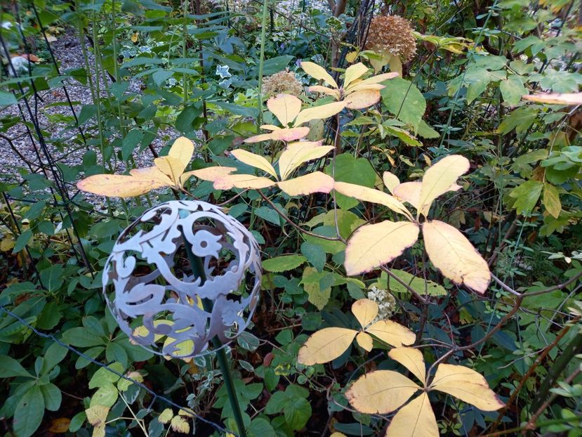  - Grădina 2022 continuare 4