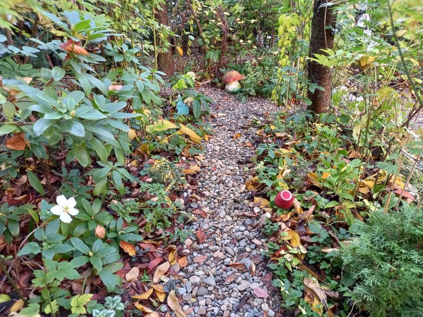  - Grădina 2022 continuare 4