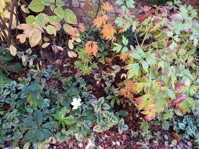  - Grădina 2022 continuare 4