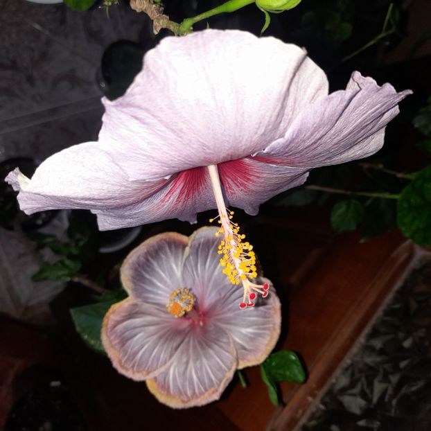 28.10.2022 - HIBISCUSI 2022-6