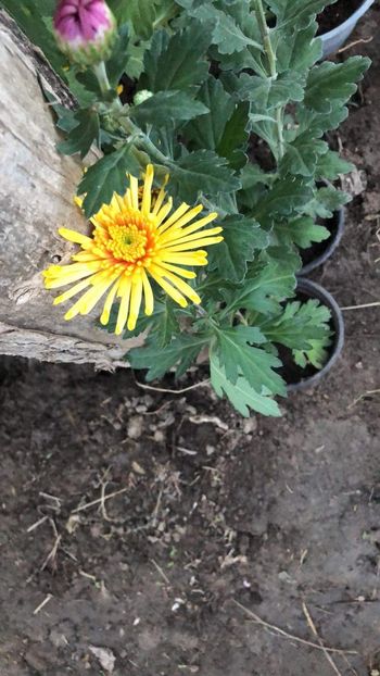 received_810961950110487 - Crizanteme pt butași 2023