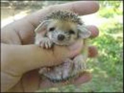 PBNCGASEQFTBLURHZQM - prophets prophecy or with witch spell