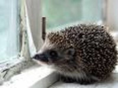 BLNQNSGSMGGWZFFLNQB - prophets prophecy or with witch spell