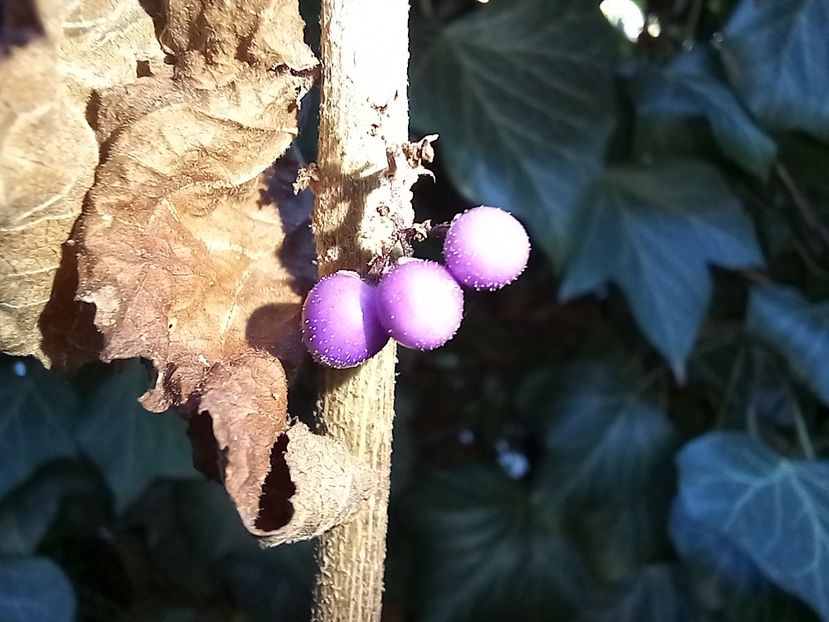 Calicarpa bodinieri - Grădina 2022 continuare 4