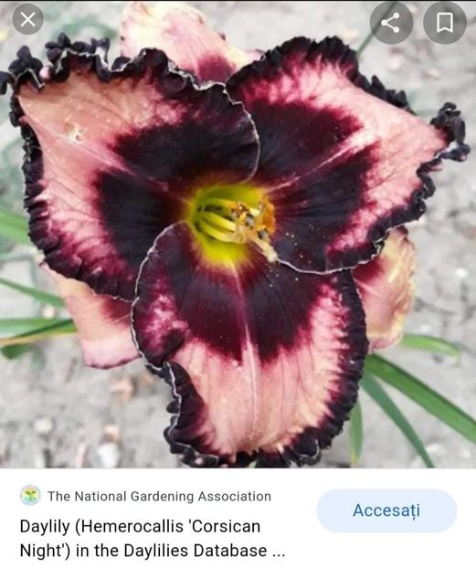  - Hemerocallis achiziții 2022