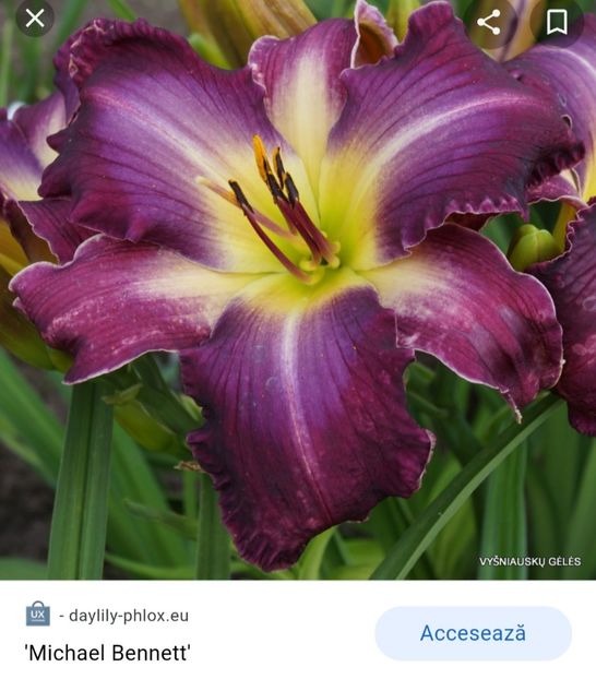  - Hemerocallis achiziții 2022