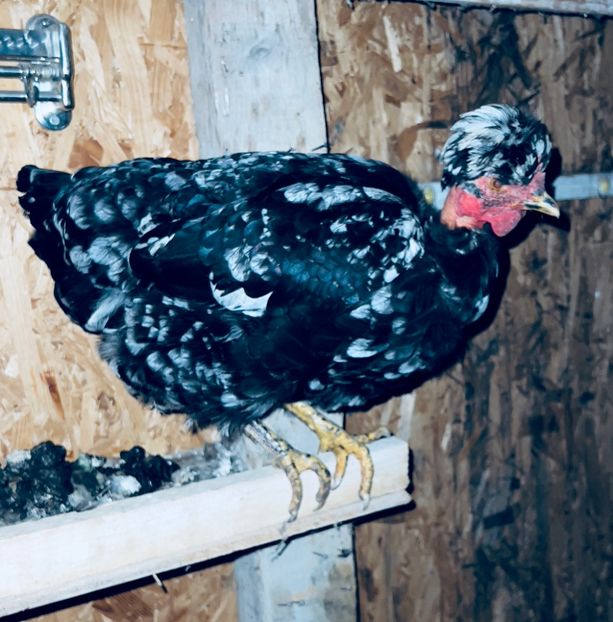 AD39BB13-FE22-49A1-B96F-B3124C1B94B8 - puisori 2022