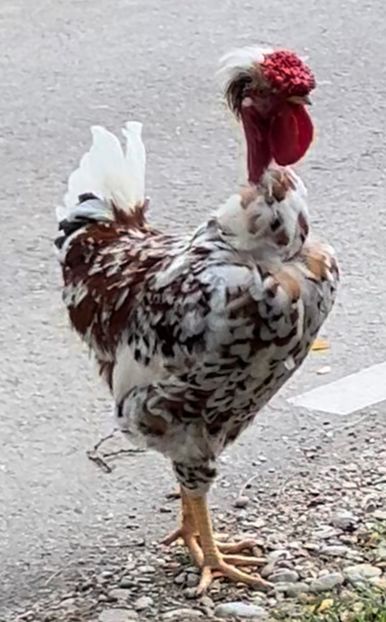 08DC6BBA-395C-4FA0-9EDC-AFA94DA3DCE7 - puisori 2022