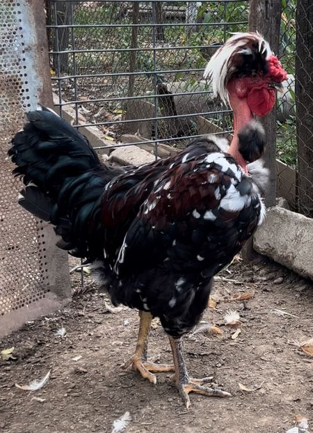 22469398-B207-4895-83E1-3E9353FACB7F - puisori 2022