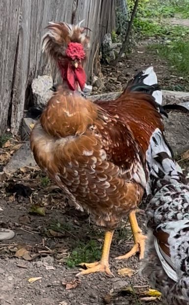 5046029E-640C-414A-B805-76E82A0C924B - puisori 2022