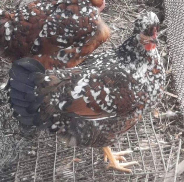 154B48D5-8039-490D-B4EE-B49B1D30F84A - puisori 2022