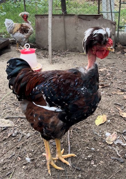 78211D04-8128-4C28-8CEE-CAD9A06635C1 - puisori 2022