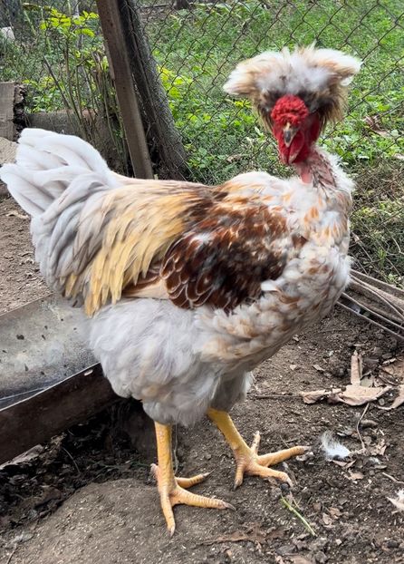 9A687F36-115F-4FB4-B58E-AEC228439573 - puisori 2022