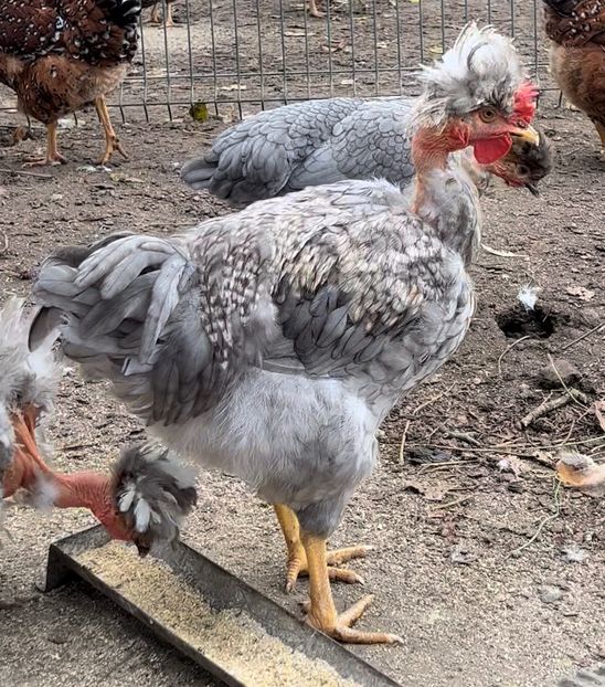 0A43F8A8-E928-45F0-9F4E-CC01CE904663 - puisori 2022