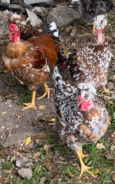 5FA88BEE-FE0D-43AA-A7D3-72C33BD3ED18 - puisori 2022