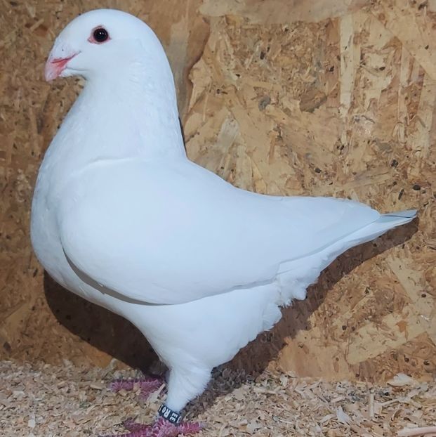  - 3---AGH DAȚI 2019 - 2025