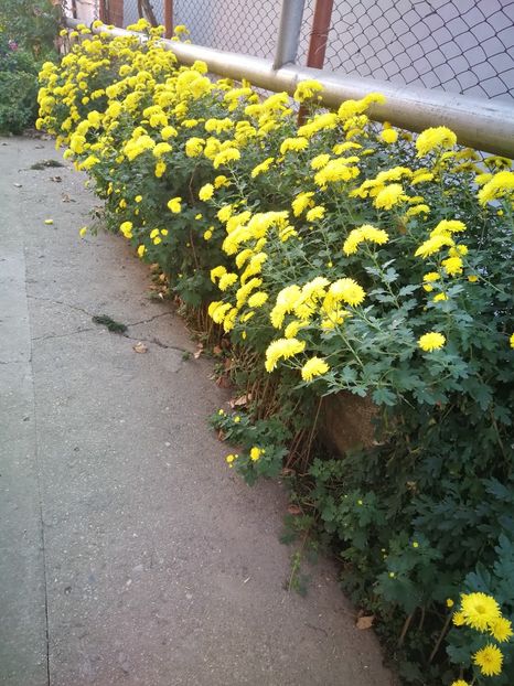  - Flori din curtea soacră-mi!